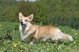 CORGI PEMBROKE 610